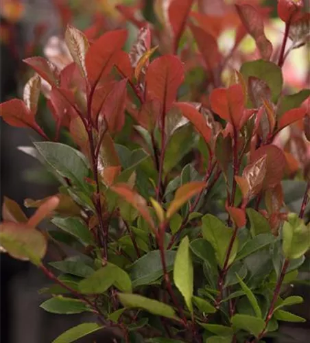 Photinia fraseri 'Compacta'