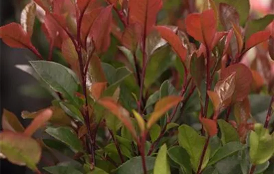 Photinia fraseri 'Compacta'