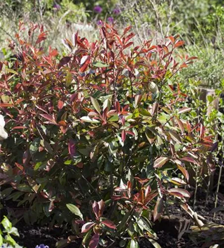 Photinia fraseri 'Chico'
