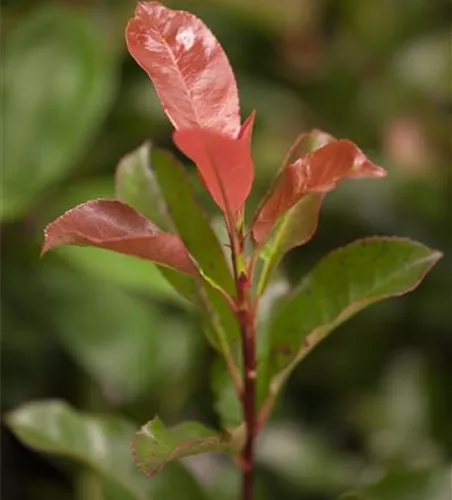 Photinia fraseri 'Robusta Compact'