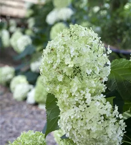Hydrangea arbor. 'Annabelle'