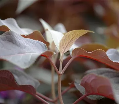 Hydrangea aspera 'Hot Chocolate' -R- Hydrangea aspera 'Hot Chocolate' -R-