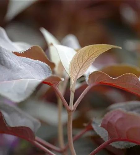Hydrangea aspera 'Hot Chocolate' -R-