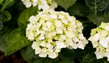 Gartenhortensie 'Endless Summer', weiß