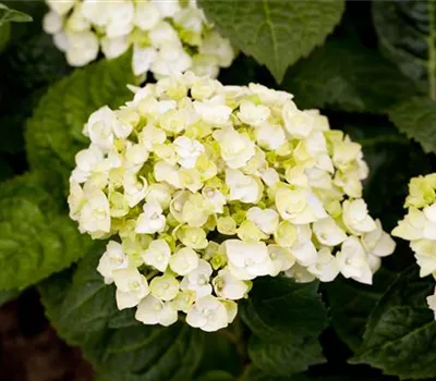 Hydrangea m. 'The Bride' -R- Hydrangea m. 'The Bride' -R-