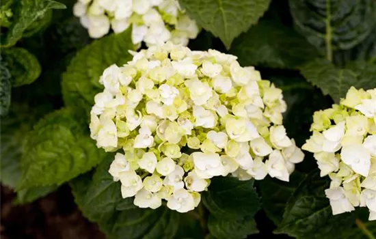 Hydrangea macr.'Endless Summer', weiß