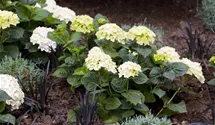 Gartenhortensie 'Endless Summer', weiß