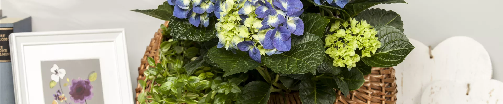 Hydrangea macrophylla Hydrangea macrophylla