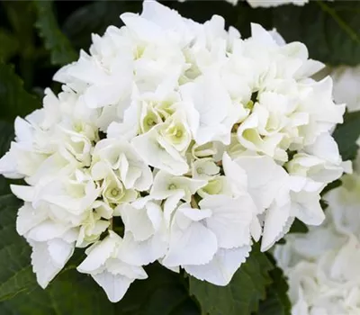 Hydrangea m., weiß Hydrangea m., weiß