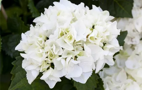 Hydrangea m., weiß Hydrangea m., weiß