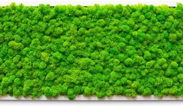 fleur ami PREMIUM Moos-Bild, 140x40 cm, 100% Islandmoos, weißer Rahmen