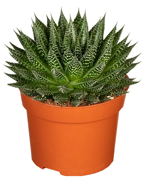 aloe arborescens blätter kaufen Aloe arborescens kaufen – Hochwertige Aloe für den Verzehr – Orangenfarm  Portugal main image 1