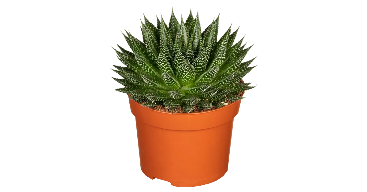 Aloe aristata