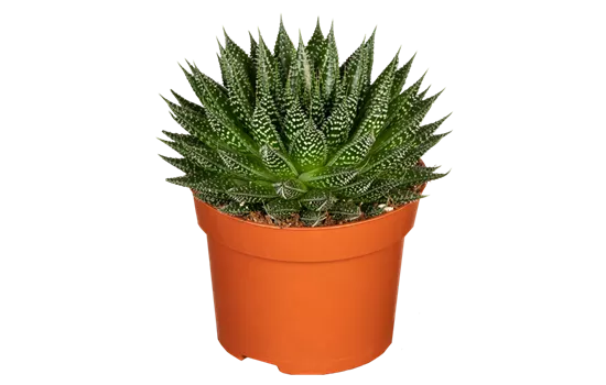 Aloe aristata