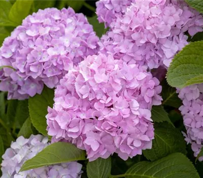 Hydrangea macr.'Endless Summer Love' -R- Lila Hydrangea macr.'Endless Summer Love' -R- Lila