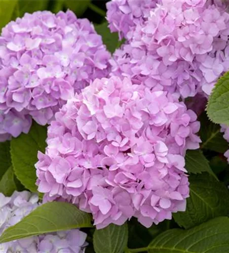 Hydrangea macr.'Endless Summer Love' -R- Lila