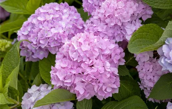 Hydrangea macr.'Endless Summer Love' -R- Lila