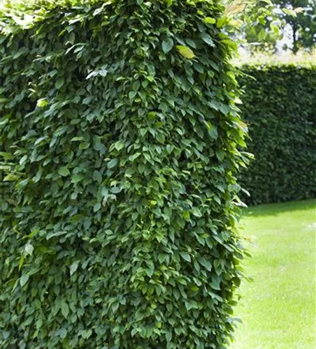Carpinus betulus