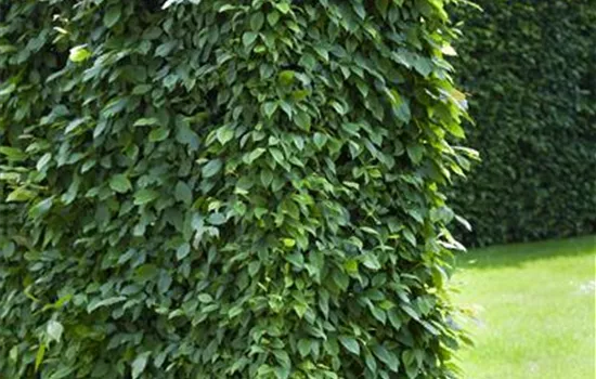 Carpinus betulus Carpinus betulus