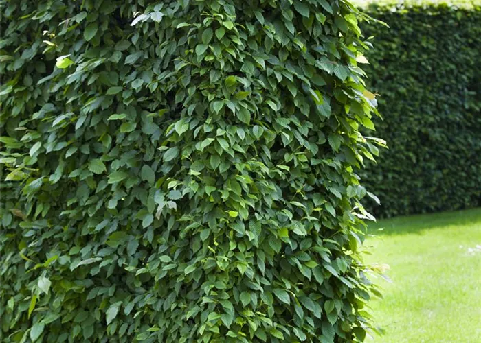 Heckenpflanzen Heckenpflanzen