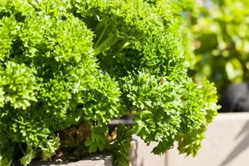 Kräuter im eigenen Garten: Anlegen des Kräutergartens