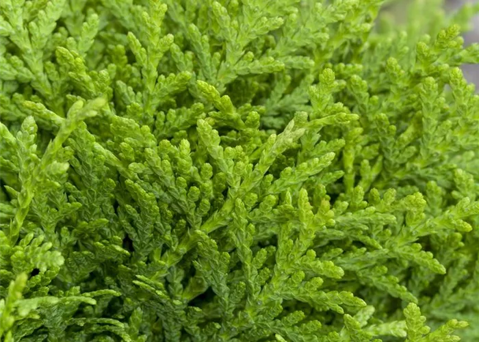 Nadelgehölze Nadelgehölze