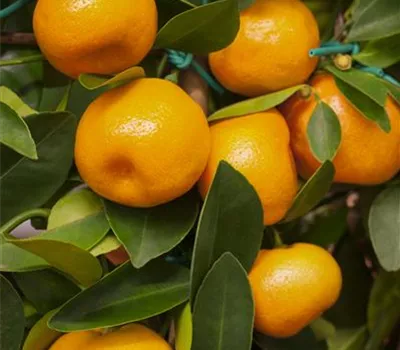 Citrus 'Calamondino' CAC Citrus 'Calamondino' CAC