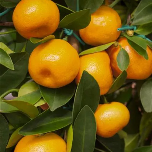 Citrus 'Calamondino' CAC
