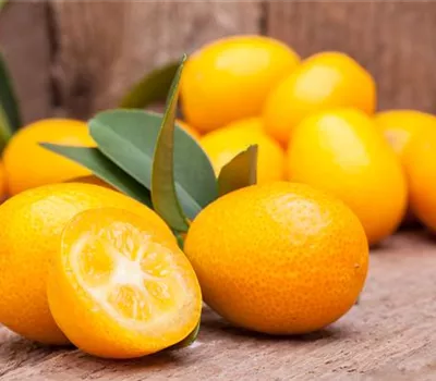 Citrus 'Kumquat' CAC Citrus 'Kumquat' CAC