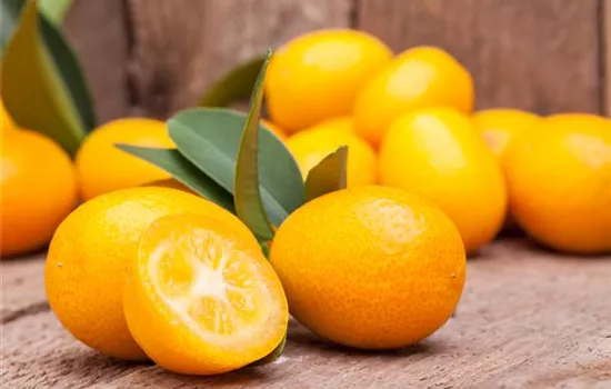 Citrus 'Kumquat' CAC