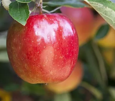 Malus 'Braeburn' zert. Malus 'Braeburn' zert.