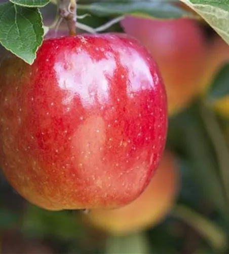 Malus 'Braeburn' zert.