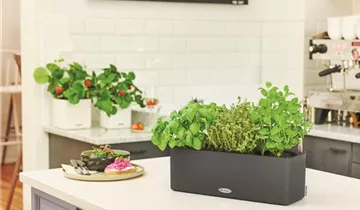 Komplettset mit Bewässerungssystem