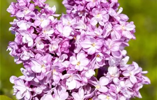 Syringa vulg.'Andenken an Ludwig Späth' Syringa vulg.'Andenken an Ludwig Späth'