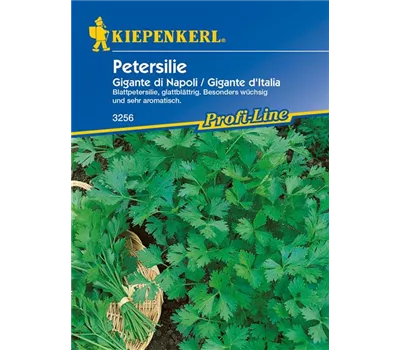 Glattblättrige Petersilie 'Gigante di Napoli' Glattblättrige Petersilie 'Gigante di Napoli'