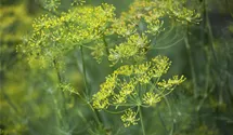 Anethum graveolens
