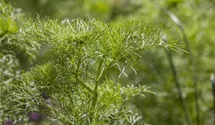 Anethum graveolens
