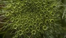 Anethum graveolens