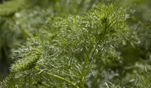Anethum graveolens