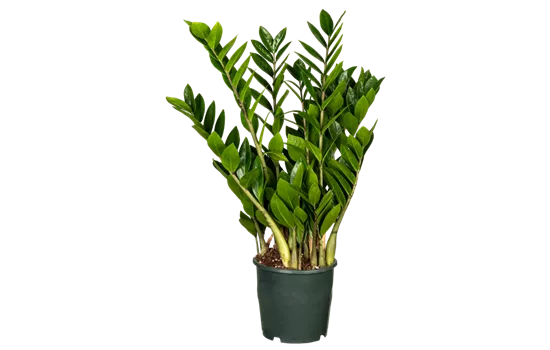 Glücksfeder Glücksfeder