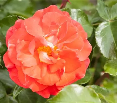 Rosa 'Gebrüder Grimm' -R- BT IV