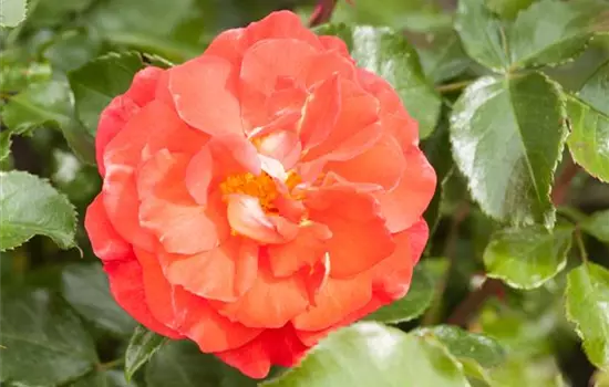 Rosa 'Gebrüder Grimm' -R- BT IV
