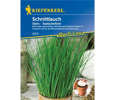 Schnittlauch 'Staro' Schnittlauch 'Staro'