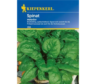Echter Spinat 'Matador' Echter Spinat 'Matador'