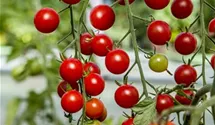 Solanum lycopersicum 'Tumbling Tom Red'