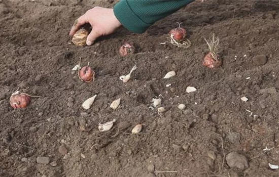 Blumenzwiebeln - Einpflanzen im Garten Blumenzwiebeln - Einpflanzen im Garten