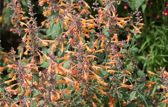 Garten-Duftnessel 'Apricot Sprite' Garten-Duftnessel 'Apricot Sprite'