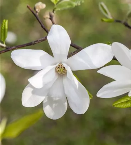 Magnolia kobus