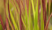 Imperata cylindrica 'Red Baron'