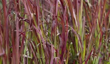 Imperata cylindrica 'Red Baron'